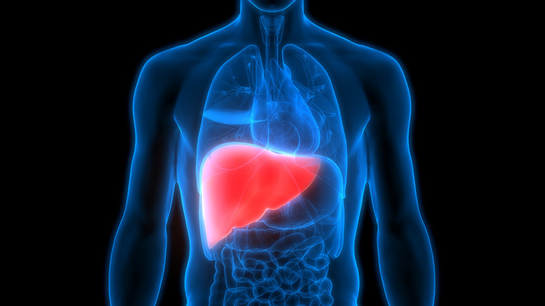 Liver_edc0bfc4-1602-4f6c-a07c-299a66874435